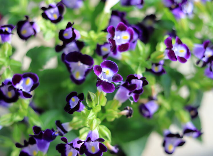 Collection of indigo flowers