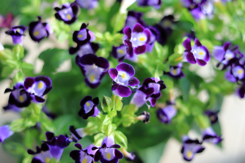 Collection of indigo flowers