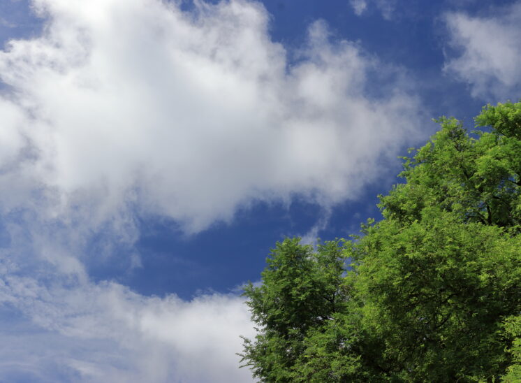 Green trees and panoramic blue sky