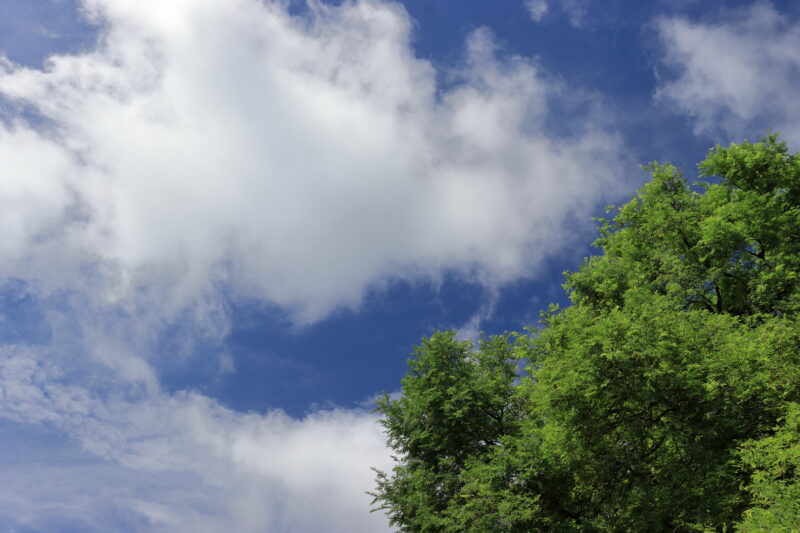 Green trees and panoramic blue sky