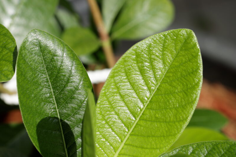 Green Leaves