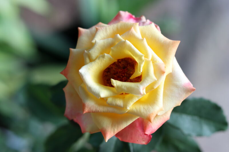 Blooming yellow rose on the tree