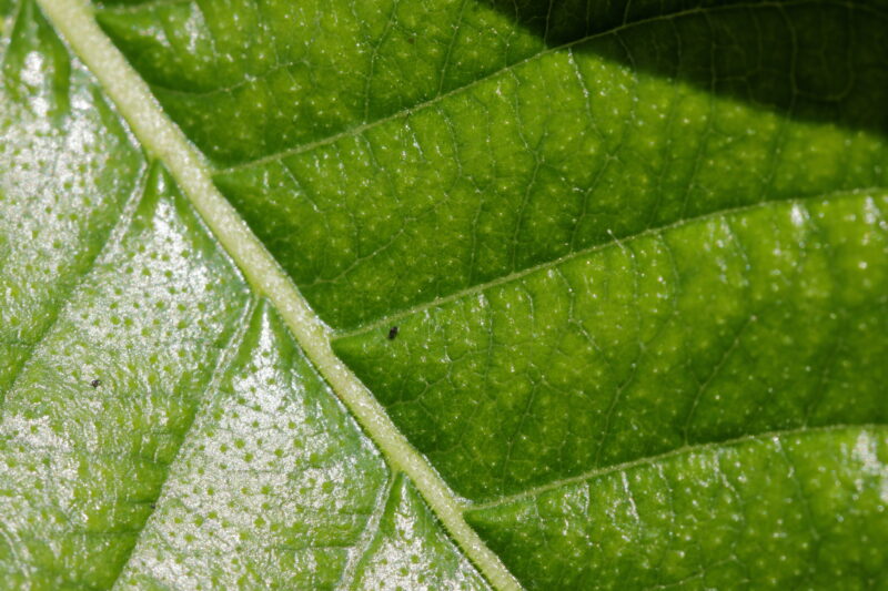 Green leaf texture