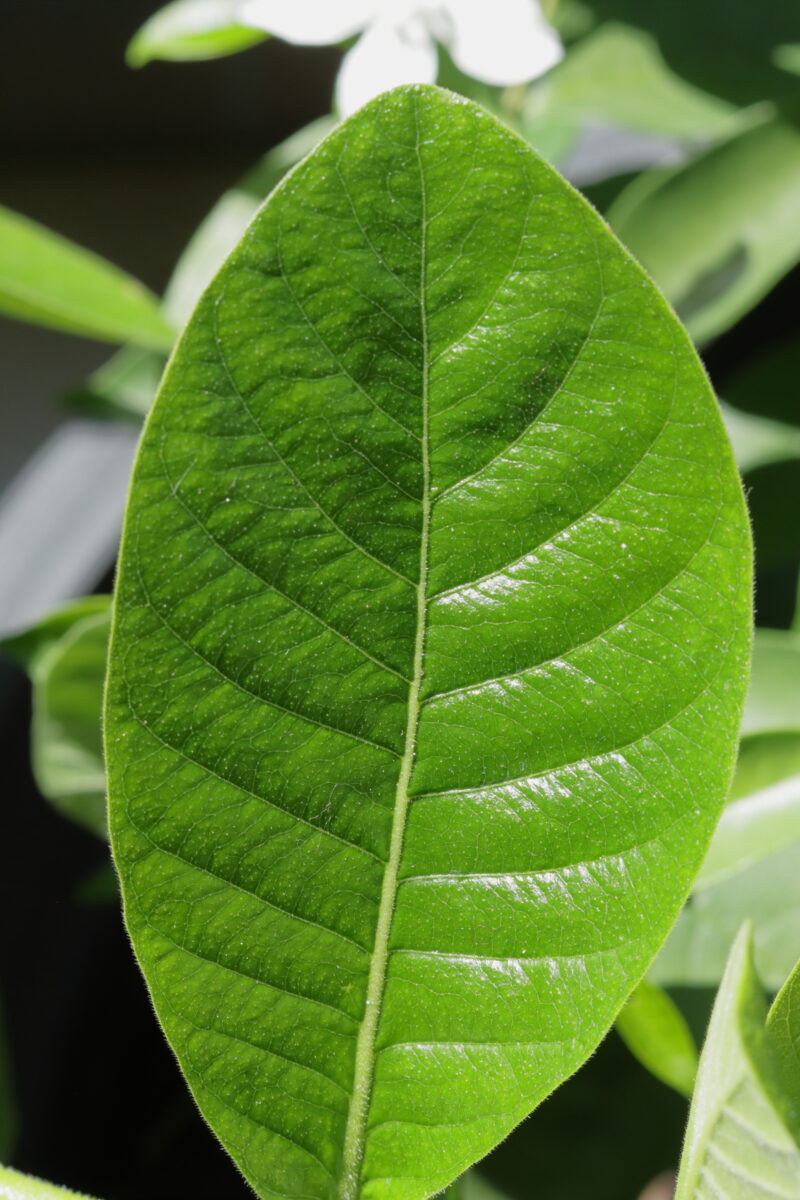 Green leaves closeup picture