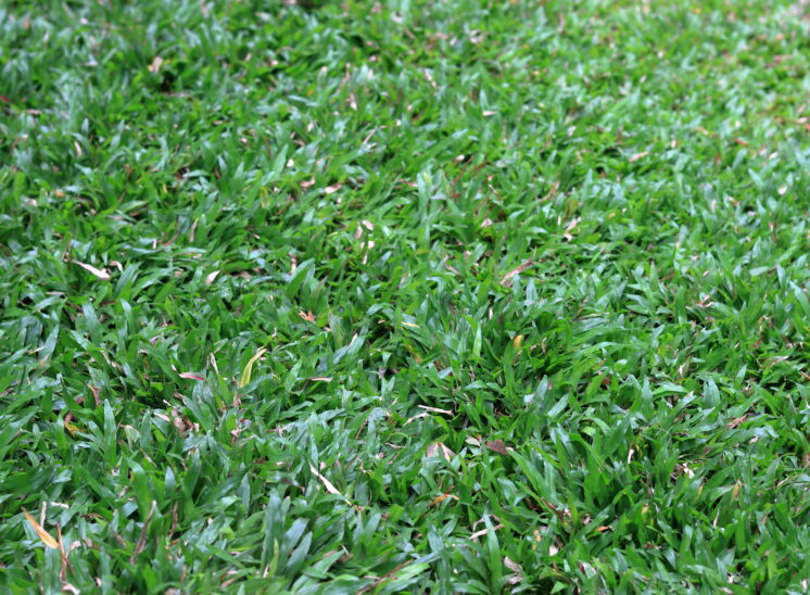 Green grass background