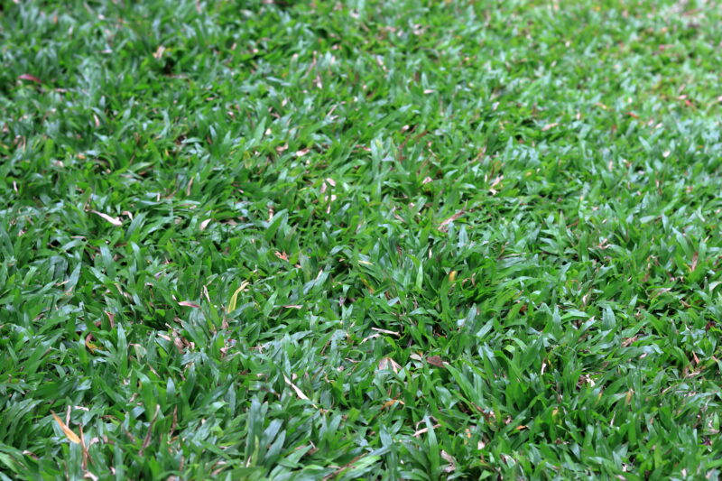 Green grass background