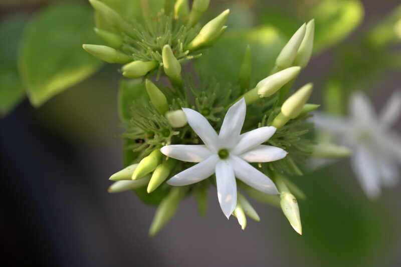 Bunch of white flowers on the tree