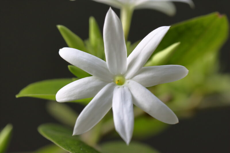 Blooming white flower close up picture