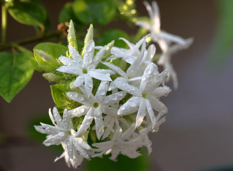 Bunch of white flowers on the tree