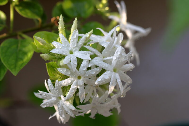 Bunch of white flowers on the tree